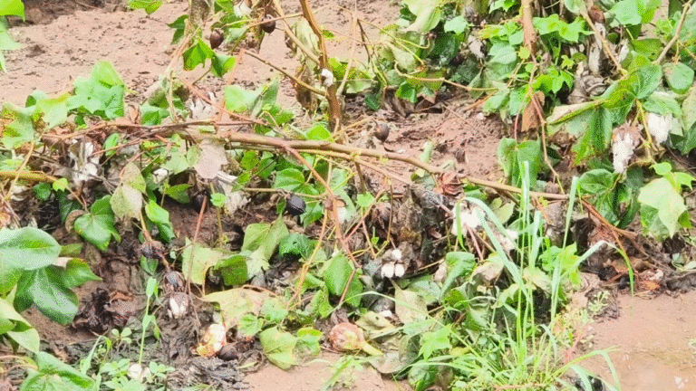 20251029_104924_0000