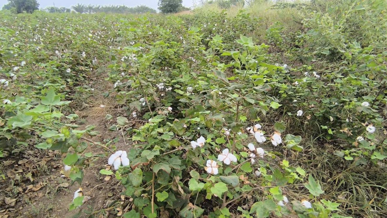 Untitled design_20251027_113439_0000