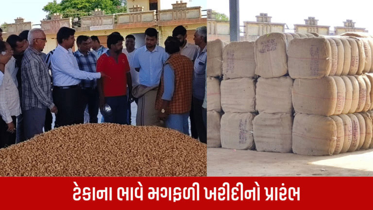 Groundnut procurement begins at support price in Surendranagar