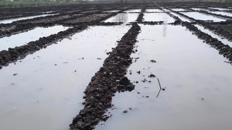 Untitled design_20251203_084815_0000