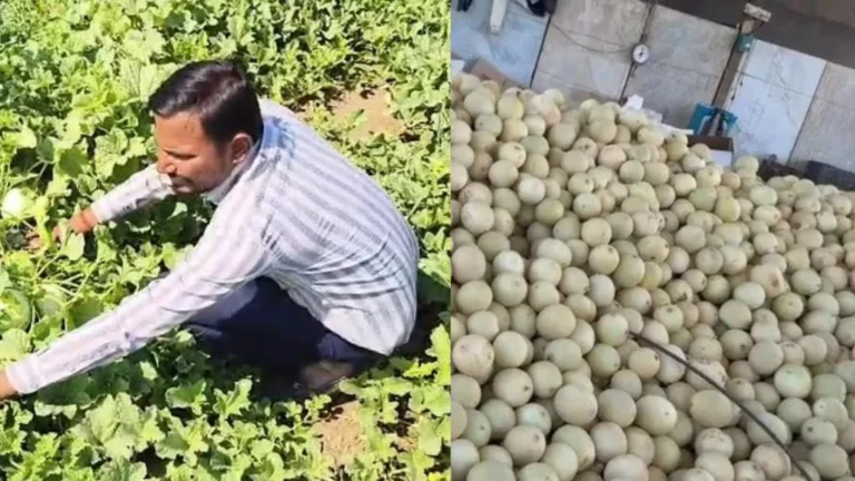 ધ્રાંગધ્રાના સંજનપુરના ખેડૂતની કમાલ: ટેટીની ખેતી કરી 70 દિવસમાં મેળવી 40 લાખની આવક