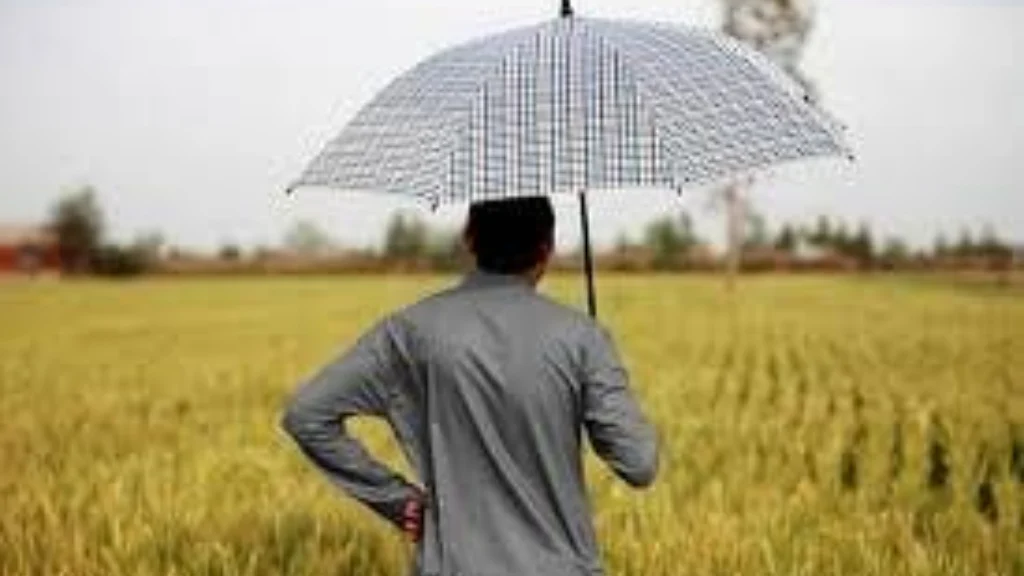 સુરેન્દ્રનગર જિલ્લામાં કમોસમી વરસાદ: લખતર અને ધ્રાંગધ્રામાં માવઠું પડતા જીરાના પાકને નુકસાનની ભીતિ