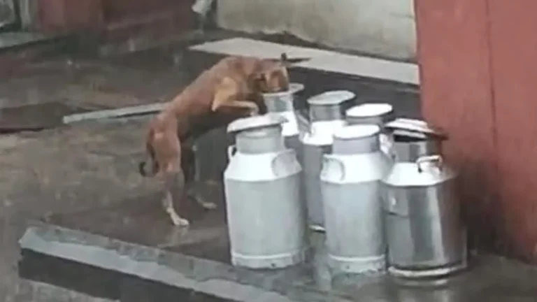 સુરસાગર ડેરીની ગંભીર બેદરકારી: દૂધના કેનમાં શ્વાને મોઢું નાખ્યું, સોશિયલ મીડિયામાં વીડિયો વાયરલ થતા વિવાદ