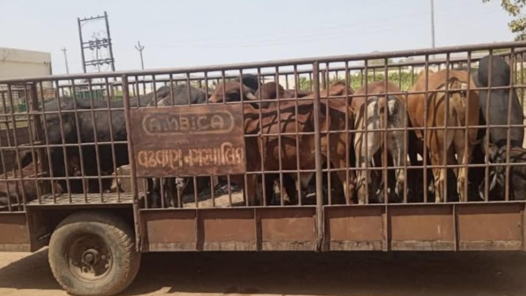 રખડતા ઢોરની કામગીરી