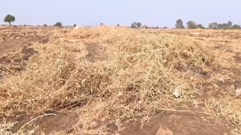 Surendranagar Crop Damage