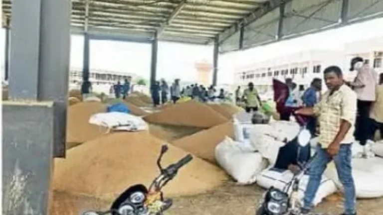 ધ્રાંગધ્રા APMCમાં નવા જીરાની બમ્પર આવક: દૈનિક 20,000 મણની આવક સાથે યાર્ડ ઉભરાયું