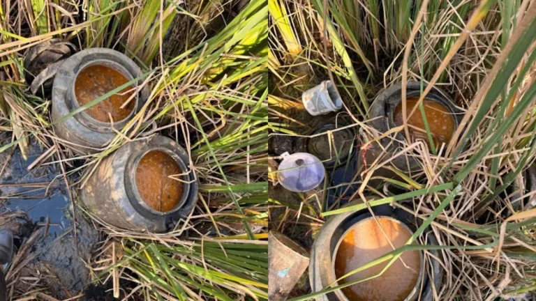 ધ્રાંગધ્રાના વાવડી ગામની સીમમાં પોલીસનો દરોડો: 300 લિટર દેશી દારૂનો આથો ઝડપાયો