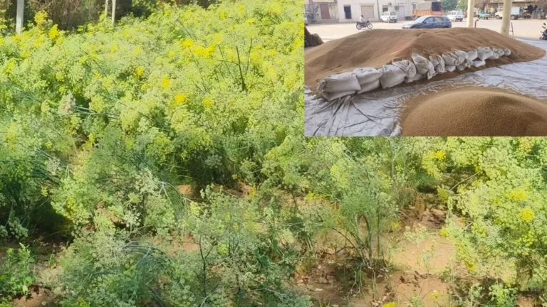 સુરેન્દ્રનગરમાં ભારે પવન અને માવઠાથી ખેતી પાકોને વ્યાપક નુકસાન: વઢવાણ યાર્ડમાં ટેકાના ભાવે તુવેરની ખરીદી બંધ