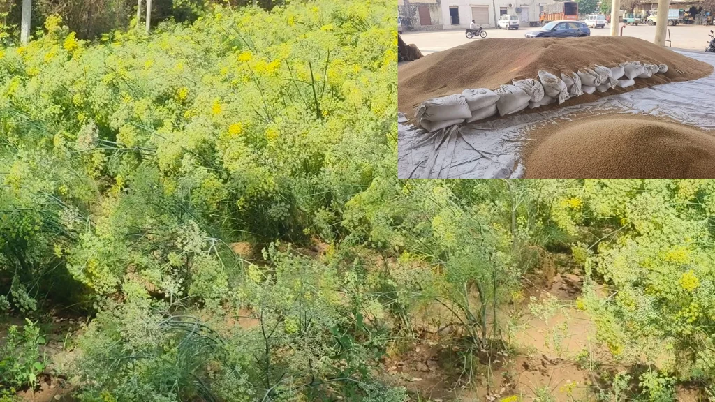 સુરેન્દ્રનગરમાં ભારે પવન અને માવઠાથી ખેતી પાકોને વ્યાપક નુકસાન: વઢવાણ યાર્ડમાં ટેકાના ભાવે તુવેરની ખરીદી બંધ