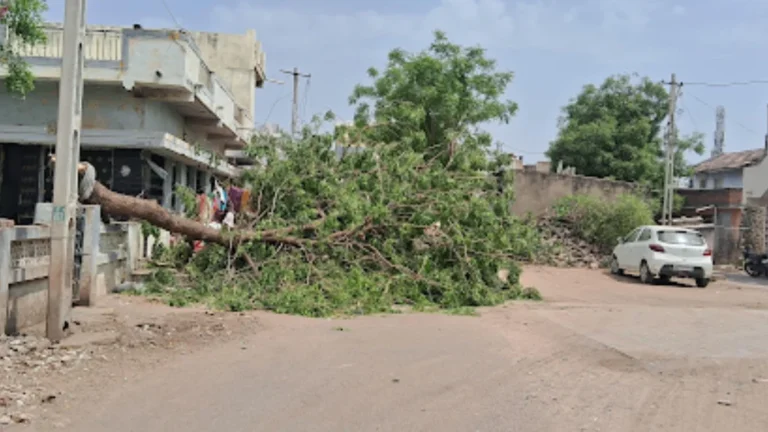 વઢવાણ ભારે પવનના કારણે નવા દરવાજા વિસ્તારમાં ઝાડ ધરાશાયી