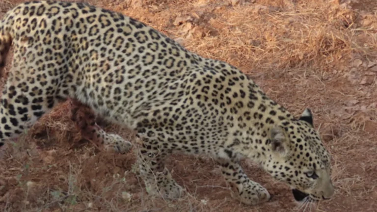 થાન-ચોટીલા રોડ પર અજાણ્યા વાહનની અડફેટે માદા દીપડો ઘાયલ: રેસ્ક્યુ કરી જૂનાગઢ ખસેડ્યો