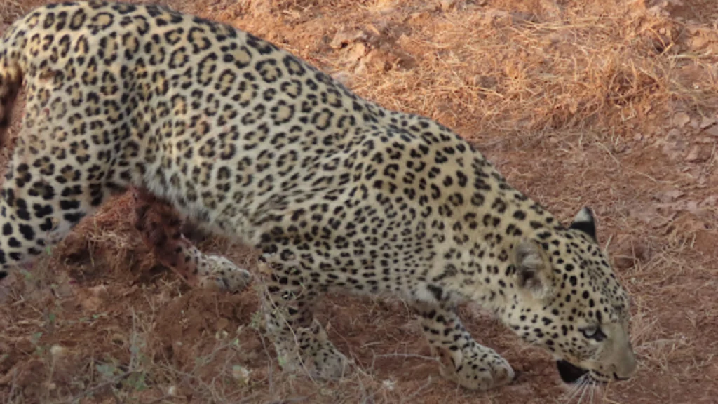 થાન-ચોટીલા રોડ પર અજાણ્યા વાહનની અડફેટે માદા દીપડો ઘાયલ: રેસ્ક્યુ કરી જૂનાગઢ ખસેડ્યો