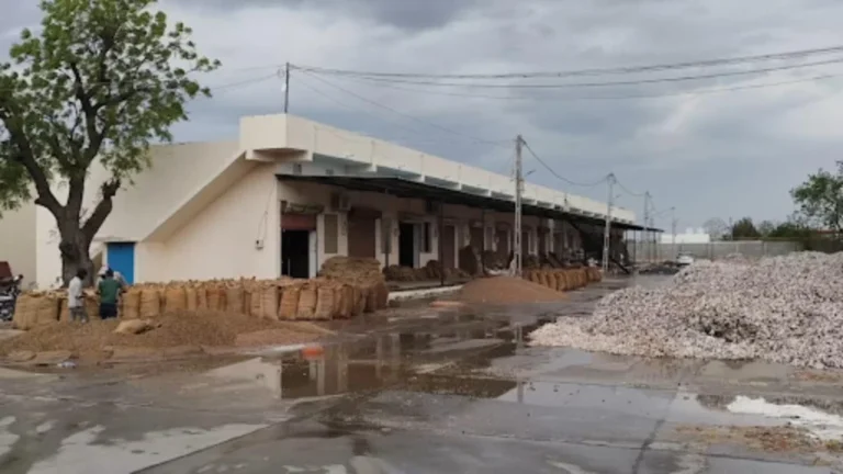 પાટડીમાં કમોસમી વરસાદ અને વાવાઝોડાનો કહેર: APMCમાં કપાસ-એરંડા પલળતા લાખોનું નુકસાન