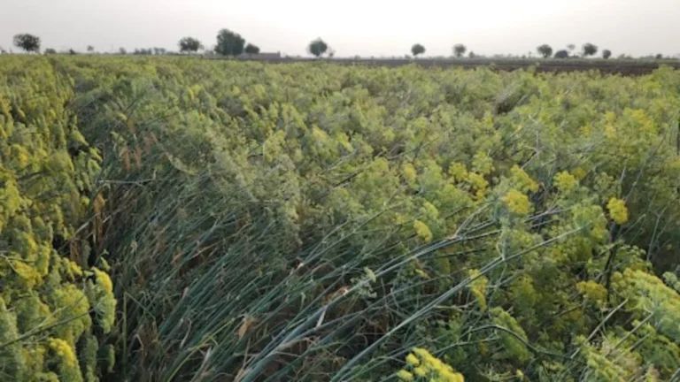 ધાંગધ્રા પંથકમાં વાવાઝોડા સાથે માવઠુંએ તારાજી સર્જી, ઊભો પાક જમીનદોસ્ત થયો