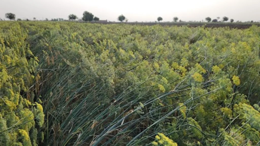 ધાંગધ્રા પંથકમાં વાવાઝોડા સાથે માવઠુંએ તારાજી સર્જી, ઊભો પાક જમીનદોસ્ત થયો