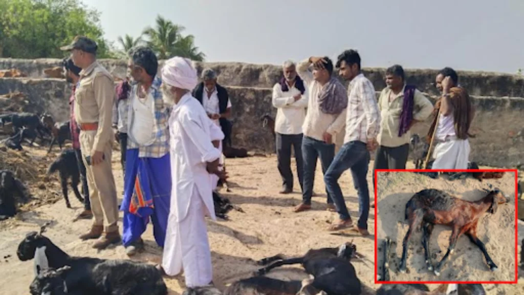 થાનગઢના સોનગઢમાં દીપડાનો આતંક: 15 દિવસમાં 8 પશુઓના મારણથી ગ્રામજનોમાં ફફડાટ