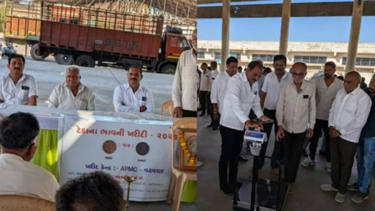 વઢવાણ યાર્ડમાં ટેકાના ભાવે ચણાની ખરીદીનો પ્રારંભ, પ્રથમ દિવસે 30 ખેડૂતો પાસેથી ચણા ખરીદાયા