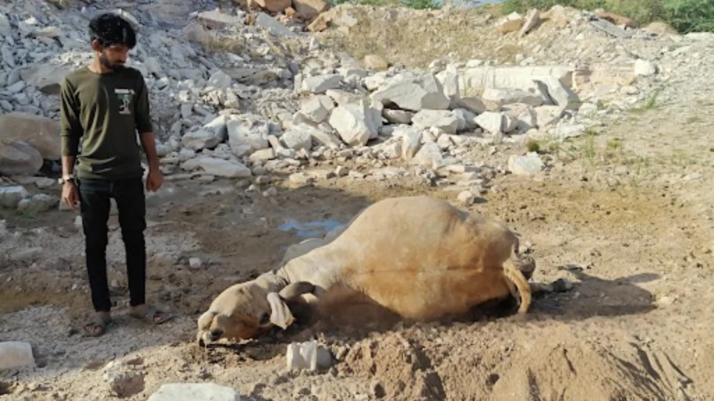 થાનના જામવાડીમાં દીપડાએ ગાયનું મારણ કરતા પશુપાલકોમાં ફફડાટ