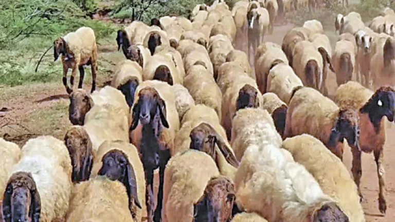 maldhari-migration-water-crisis-Wadhwan