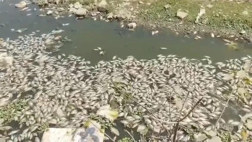 ધ્રાંગધ્રાની ફલકુ નદીમાં હજારો મૃત માછલીઓ મળી આવતા ચકચાર: અસામાજિક તત્વો સામે કાર્યવાહીની માંગ