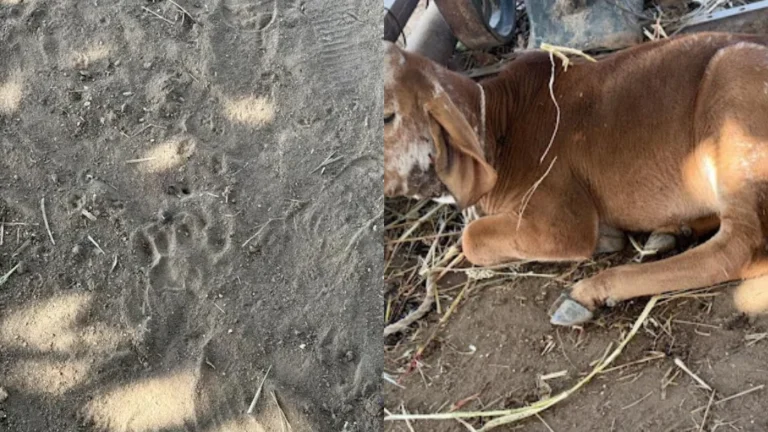 થાનના સોનગઢમાં ફરી દીપડાનો આતંક: 2 વાછરડા પર હુમલો, એકનું મોત