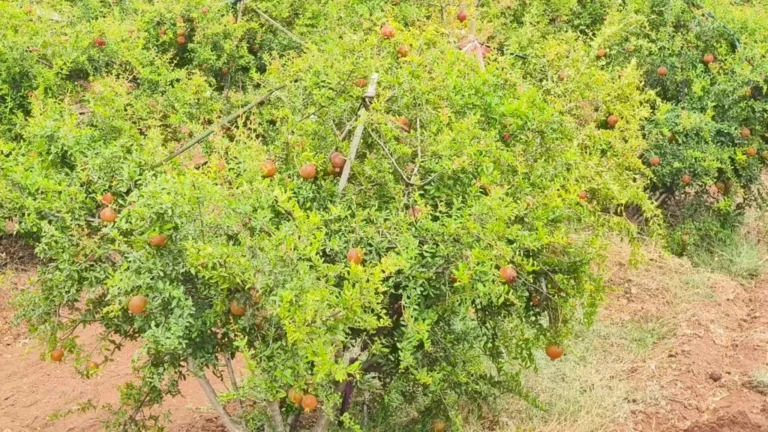 સુરેન્દ્રનગર: માવઠા અને ભારે પવનથી ખેતીને વ્યાપક નુકસાન, પાક વીમા યોજનાના અભાવે ખેડૂતો બેહાલ