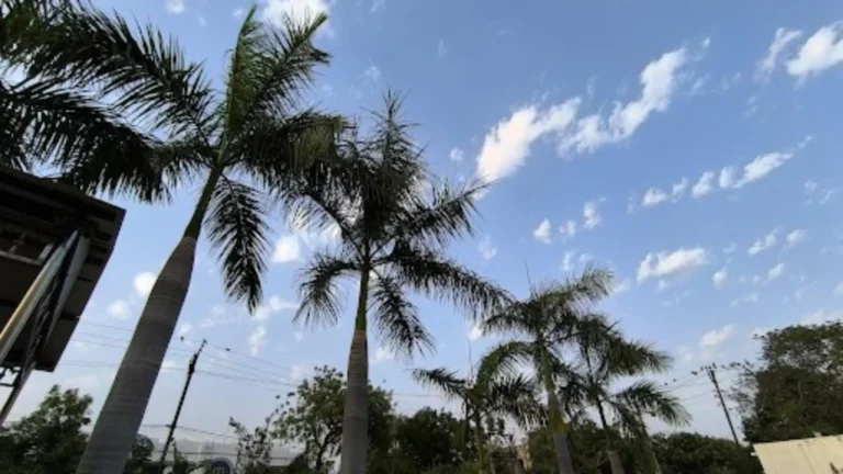 સુરેન્દ્રનગરમાં કમોસમી વરસાદનું સંકટ: 3 સિસ્ટમ સક્રિય થતા જિલ્લામાં ‘યલો એલર્ટ’ જાહેર