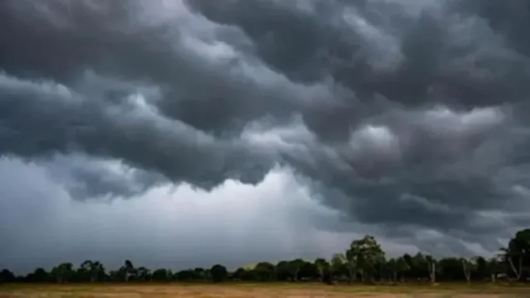 સુરેન્દ્રનગરમાં માવઠાની આગાહી: કમોસમી વરસાદથી પાક બચાવવા ખેતીવાડી વિભાગની ખેડૂતોને અપીલ