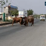 Lakhtar Highway Bulls Fight
