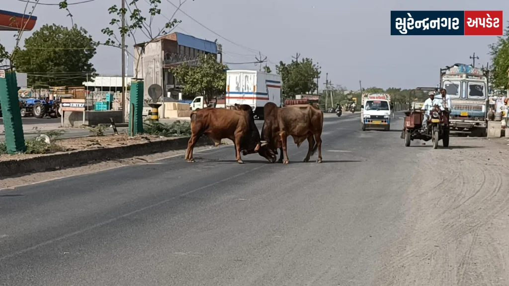 Lakhtar Highway Bulls Fight