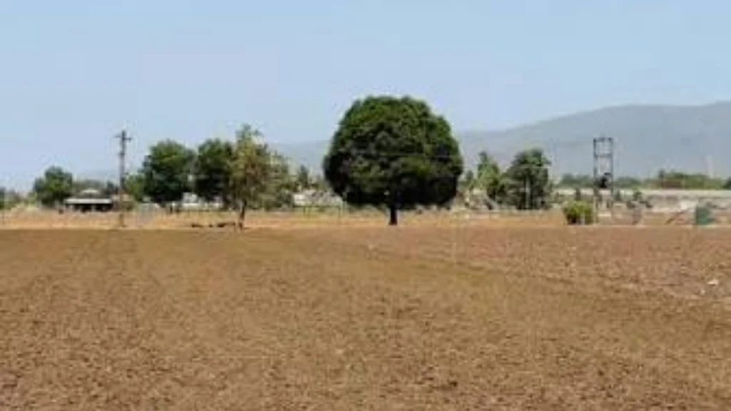 Surendranagar Sowing Delay