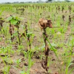 Damaged cotton and peanut crop fields in Wadhwan Surendranagar