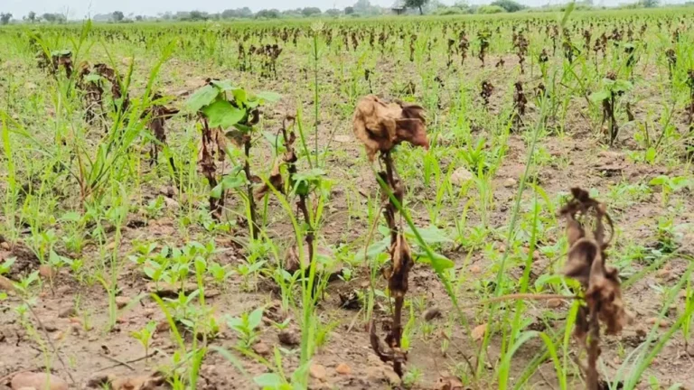 Damaged cotton and peanut crop fields in Wadhwan Surendranagar