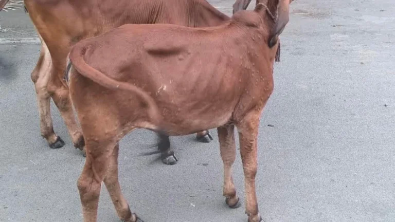 Lumpy Virus Symptoms In Cows Surendranagar