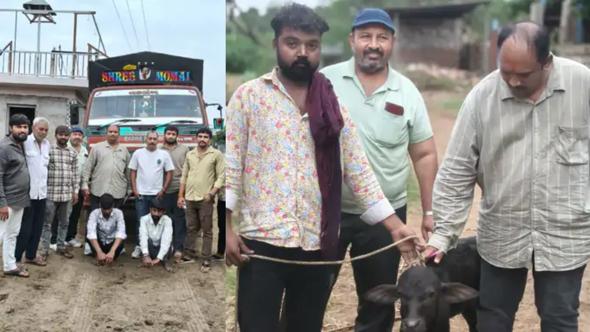 chotila-police-and-gaurakshak-rescue-cattle