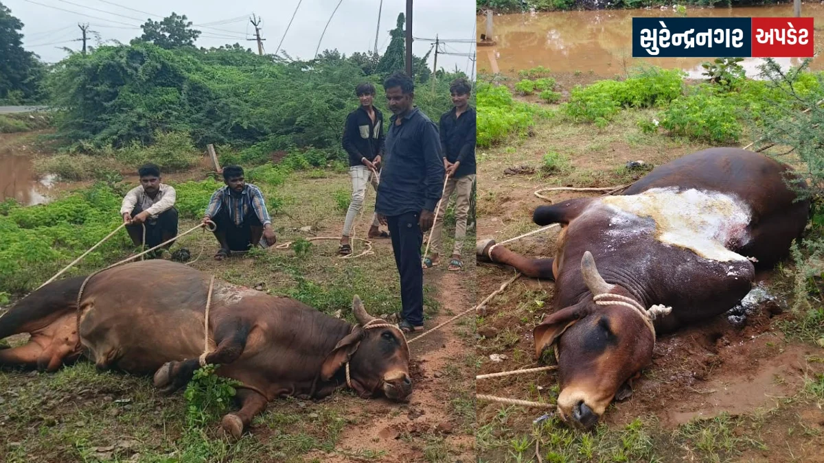 Acid attack on cattle near Vaddhara in Surendranagar