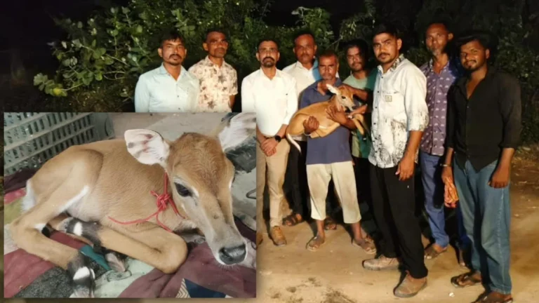 Forest Department team rescuing a scared Nilgai calf near Rajcharadi village